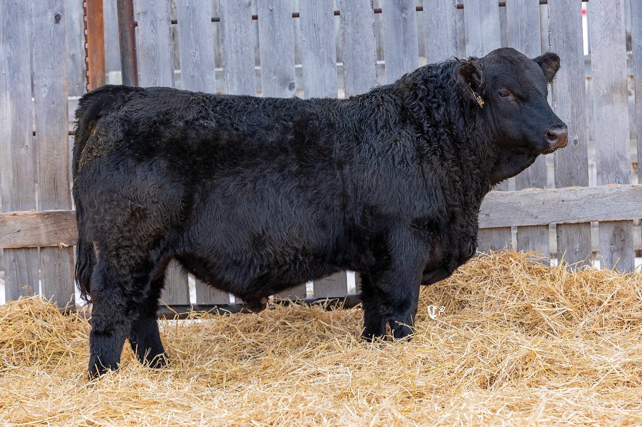 Yearling Bull
